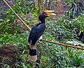 Female at Chester Zoo, England