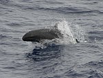 False killer whale