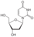 Chemical structure of deoxyuridine