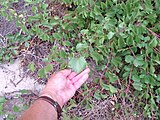 Vitis rupestris growing in Southern France.