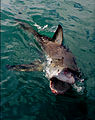 Image 12Clear agonistic behaviour observed in Great White Shark (from Shark agonistic display)