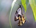 Papilio dardanus