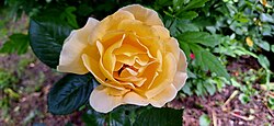A bright yellow rose in Radovanu, Romania