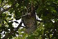 Sloth in Caño Negro Wildlife Refuge, Costa Rica by Aude, depicting Caño Negro Wildlife Refuge