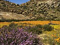 "flowering desert", Namaqualand