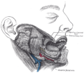 Imaging showing the sublingual glands and surrounding structures.