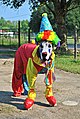 Clown Dog