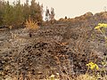 Image 14Charred shrubland in suburban Sydney (2019–20 Australian bushfires). (from Wildfire)