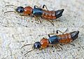 Paederus littoralis also known as Charlie ants
