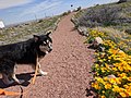 Pupper and poppies