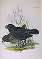 One of Darwin's finches. Charles and Chatham Islands, Galapagos Archipelago.