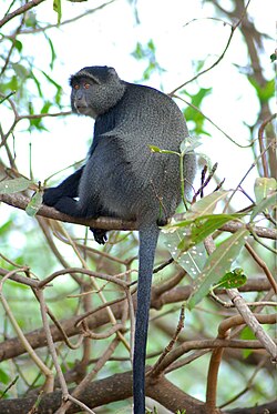 Lake Manyara National Park, Tanzania