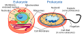 Cell types: eukaryotic cell (left) and prokaryotic cell (right)