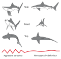 Image 16Postural elements of the agonistic display of the Gray Reef Shark (from Shark agonistic display)