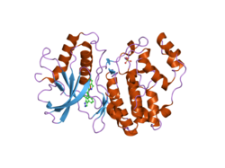 2oji: Crystal structure of ERK2 in complex with N-benzyl-4-(4-(3-chlorophenyl)-1H-pyrazol-3-yl)-1H-pyrrole-2-carboxamide