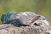 The common ground dove (Columbina passerina) is one of the smallest species in the family.