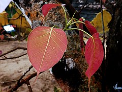 A Bodhi tree leaf with a raindrop