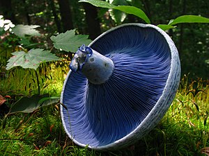 Lactarius indigo[29]