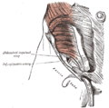 The abdominal inguinal ring.