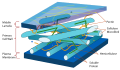 The arrangement of cellulose and other polysaccharides in a plant cell wall