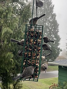 Bushtits on Feeder.jpg