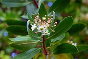 Drimys winteri flowers