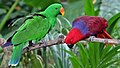 Eclectus Parrots