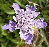 Small scabious