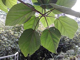 Ficus auriculata leaves[31]