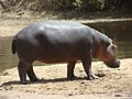 Image 17Hippopotamus at the Benoue National Park (from Tourism in Cameroon)