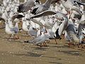 Brown-headed gull in flight - Ezhimala, Kerala