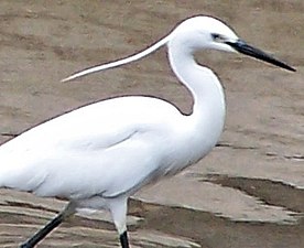 Little egret in Summer