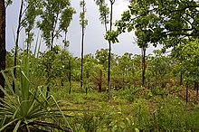 Top End of a tropical savannah