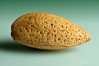 Almond shell