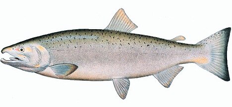 Coho salmon