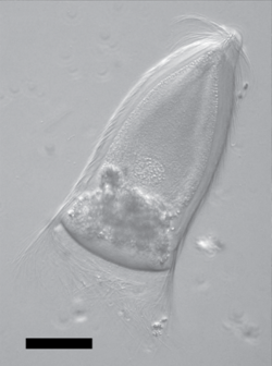 Trichonympha campanula, a mutualist partner of termites