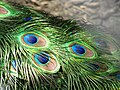 Image 19The brilliant iridescent colours of the peacock's tail feathers are created by Structural coloration. (from Animal coloration)