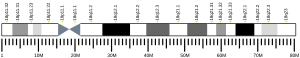 Chromosome 18 (human)