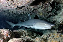 Photo of a whitetip reef shark, a slender gray shark with a short head and white tips on its dorsal and caudal fins, resting inside a coral cave