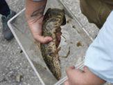 A captured fish in a plastic bucket