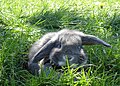 A blue otter colored Miniature Lop - Front view