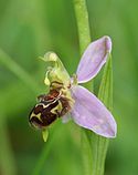 Bee orchid