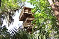 Paynes Prairie observation tower