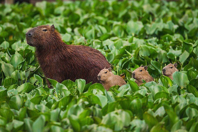 #8: Capybaras (Hydrochoerus hydrochaeris) in the protected area of the Tietê River in São Paulo state, Brazil Attribution: Clodomiro Esteves Junior (CC BY-SA 4.0)