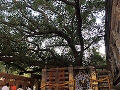 Mahabodhi tree, Bodh Gaya