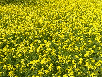 Bangladeshi mustard plants