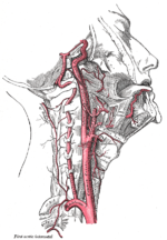 Thumbnail for Ascending pharyngeal artery