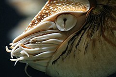 Nautilus (Nautilus pompilius) eye