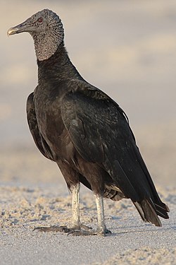 American Black Vulture