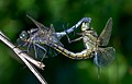 Image 33Sexual reproduction is nearly universal in animals, such as these dragonflies. (from Animal)